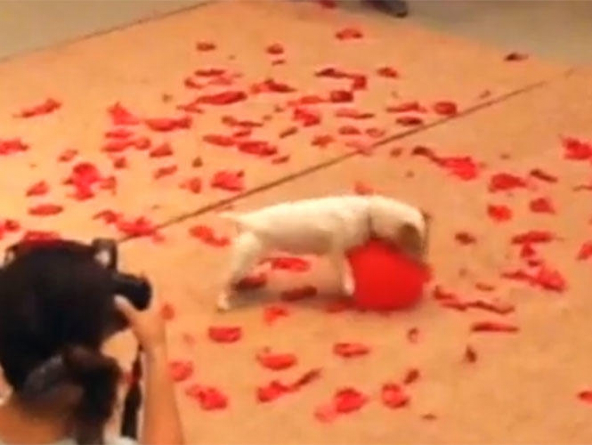 Perro logra récord Guinness por romper 100 globos