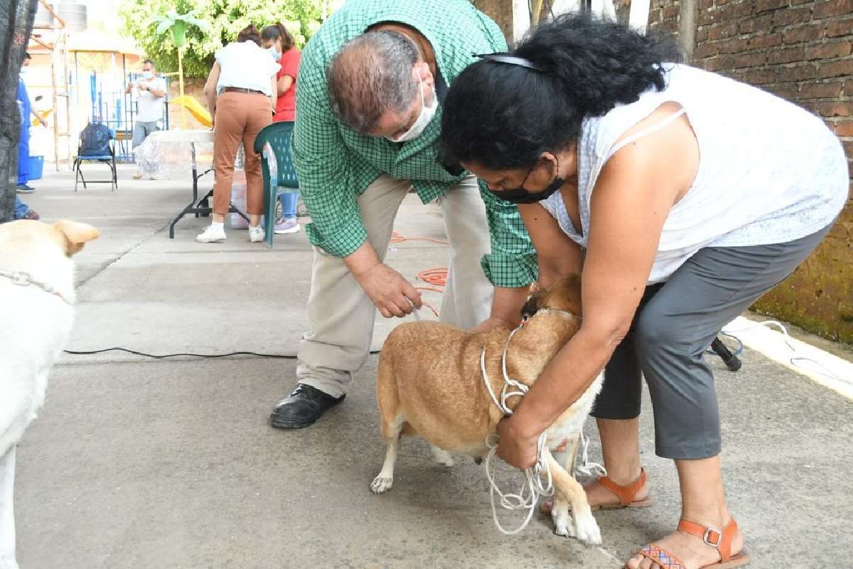 Preocupan plagas en mascotas por riesgos a la salud de familias
