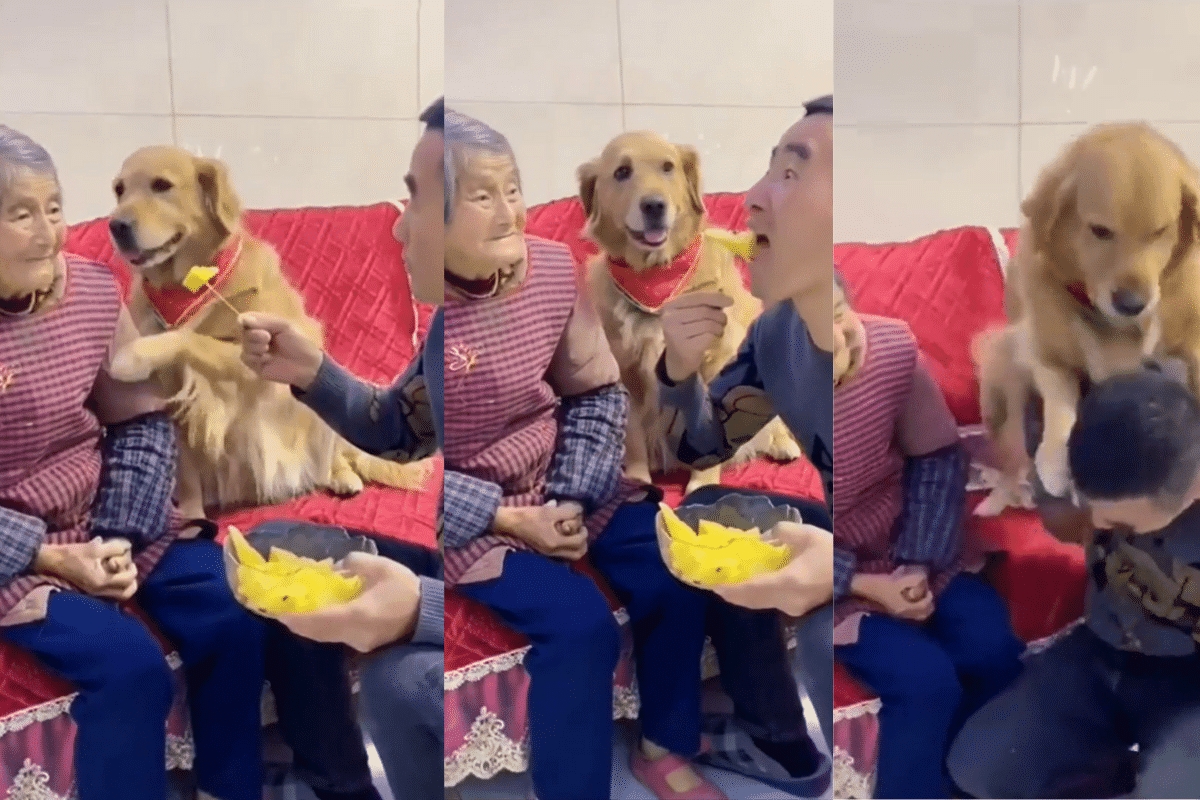 ¡Deja en paz a mi abuelita! Perrito defiende a su dueña a golpes