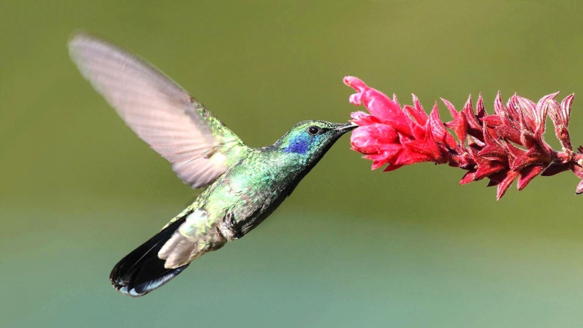 El colibrí, los violines, la sonrisa de un niño, el beso húmedo y mi Heidegger