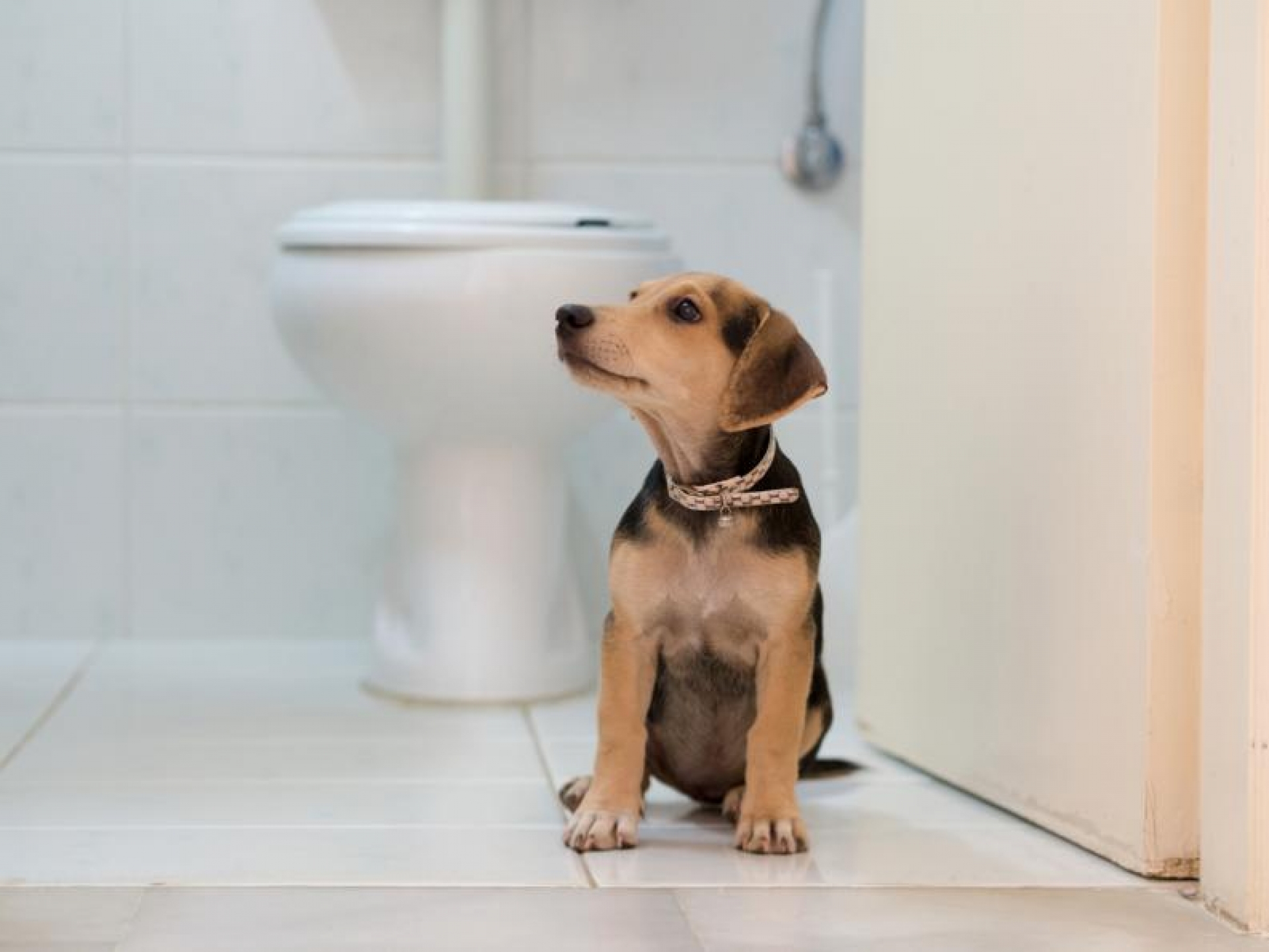 ¿Por qué tu perro te persigue hasta cuando vas al baño? La razón está en su instinto