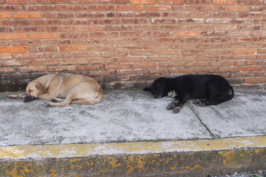 Con campañas de esterilización disminuye en un 60 por ciento la población de perros y gatos