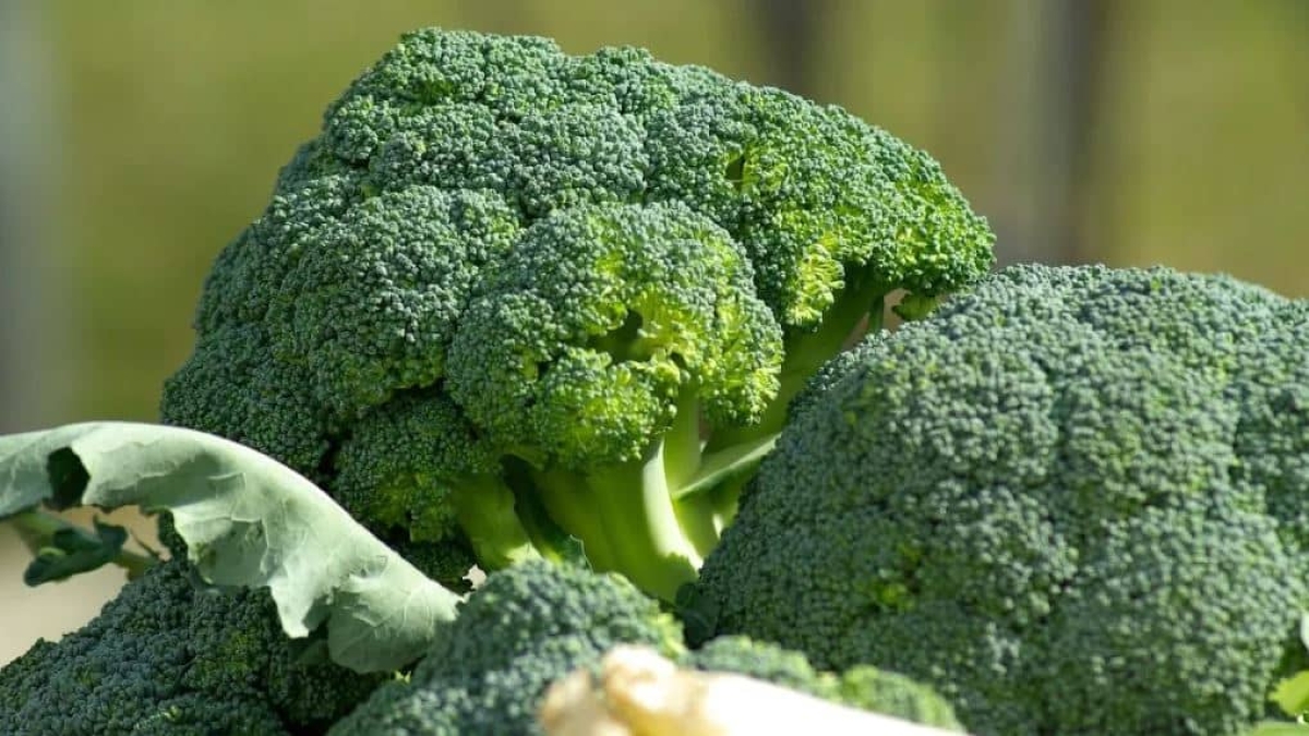 Cómo cultivar brócoli sin semillas para que nunca falte en tu hogar