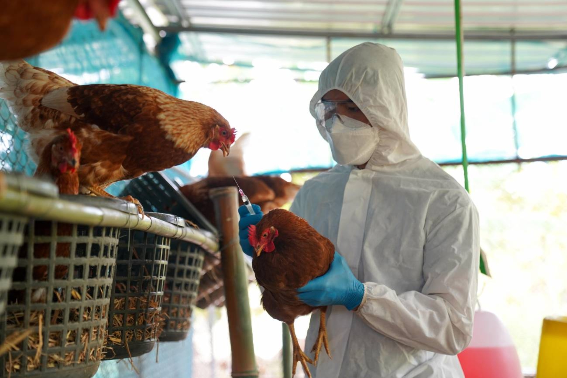 FAO alerta por aumento de gripe aviar en humanos y expansión del virus