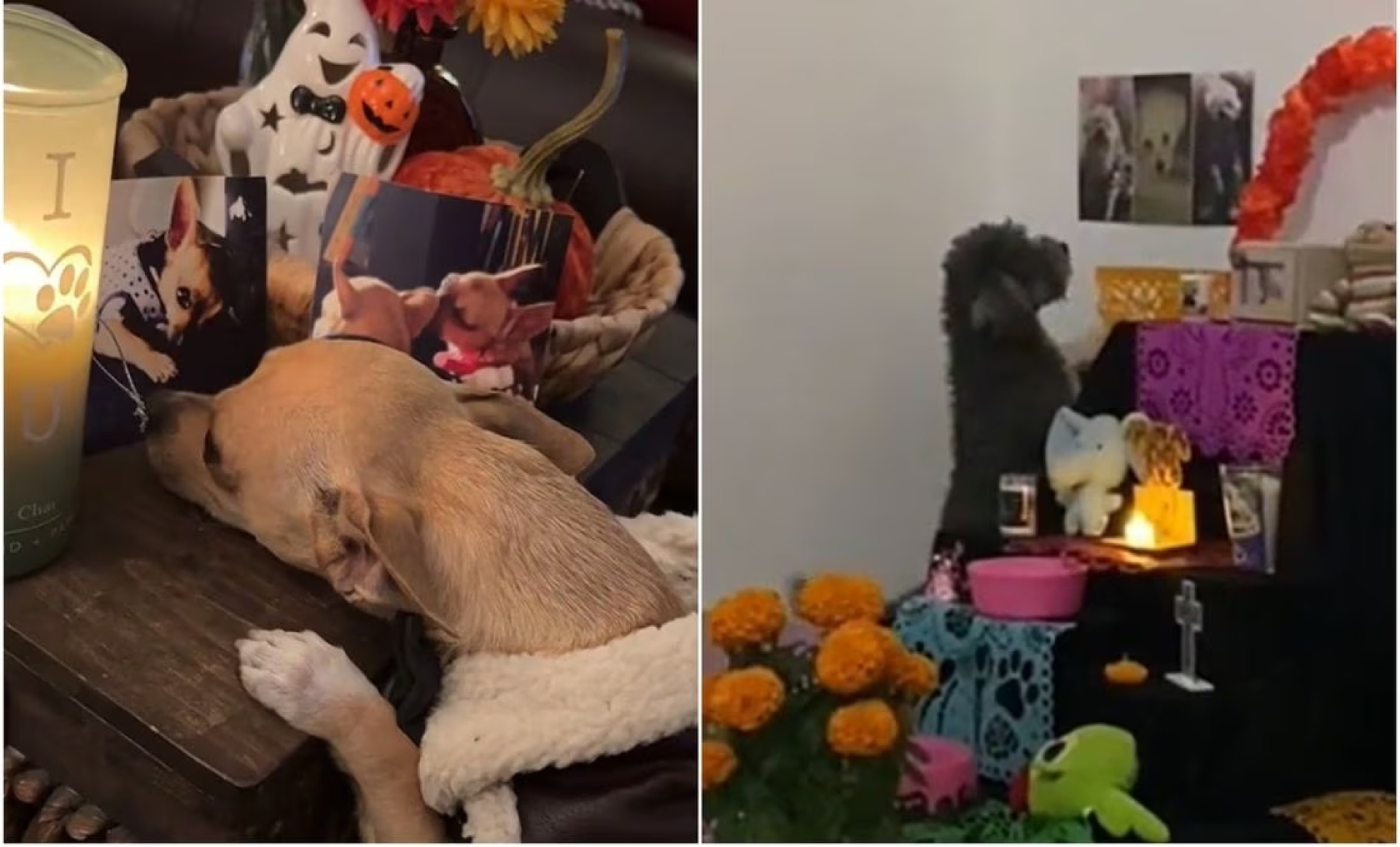 Conmovedores videos en TikTok muestran mascotas 'visitando' ofrendas en día de muertos