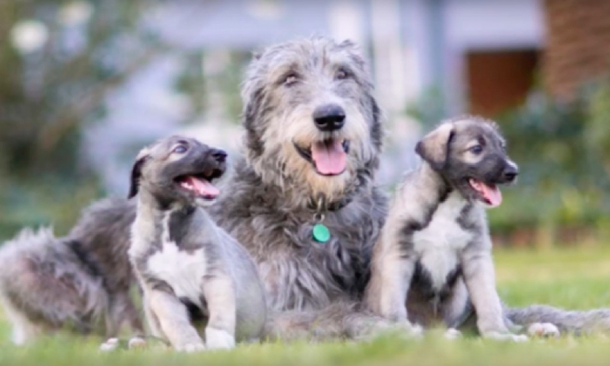 Conozcan a los primeros perritos documentados como gemelos idénticos