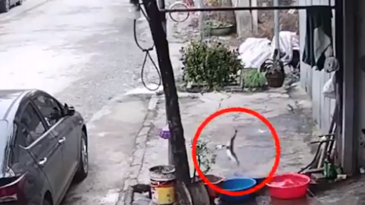 Captan fuga de un pescado y se salva de ser comido