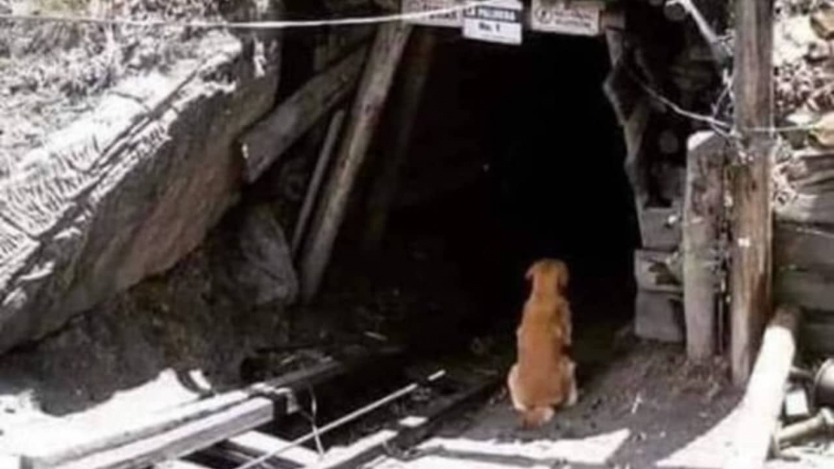 "Cuchufleto", el Hachiko de Coahuila, espera en la mina a su dueño