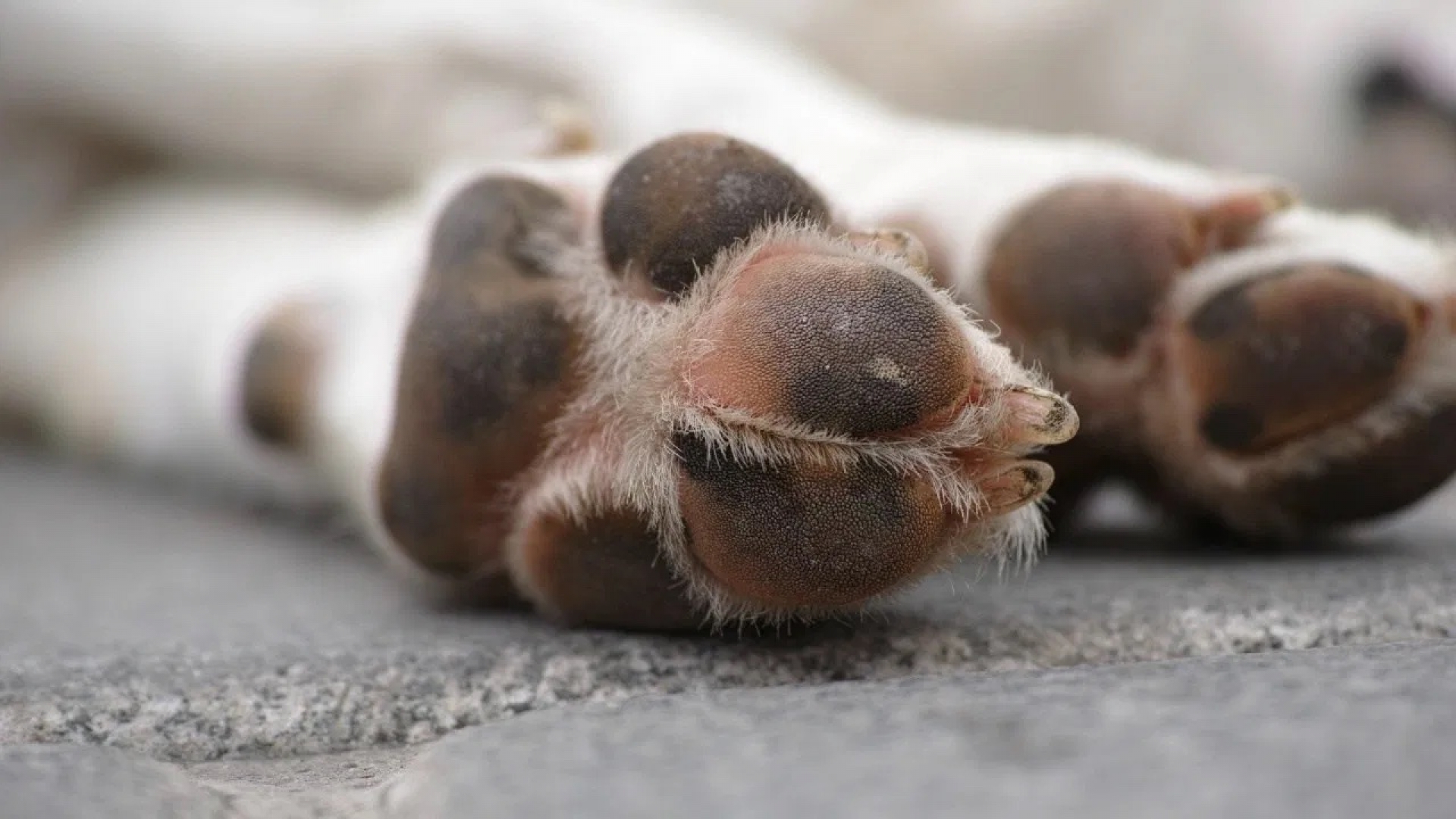 ¿Cómo limpiar las patas de los perros después un paseo?