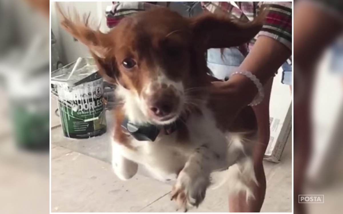 'Súper Cán', el perro que cree que puede volar