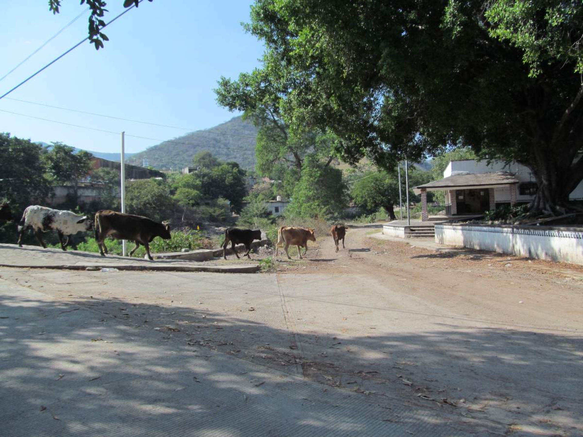 Quieren rescatar planta productora de mezcal en Huautla