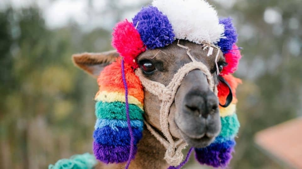 Descalifican a 43 camellos de un concurso de belleza por usar bótox