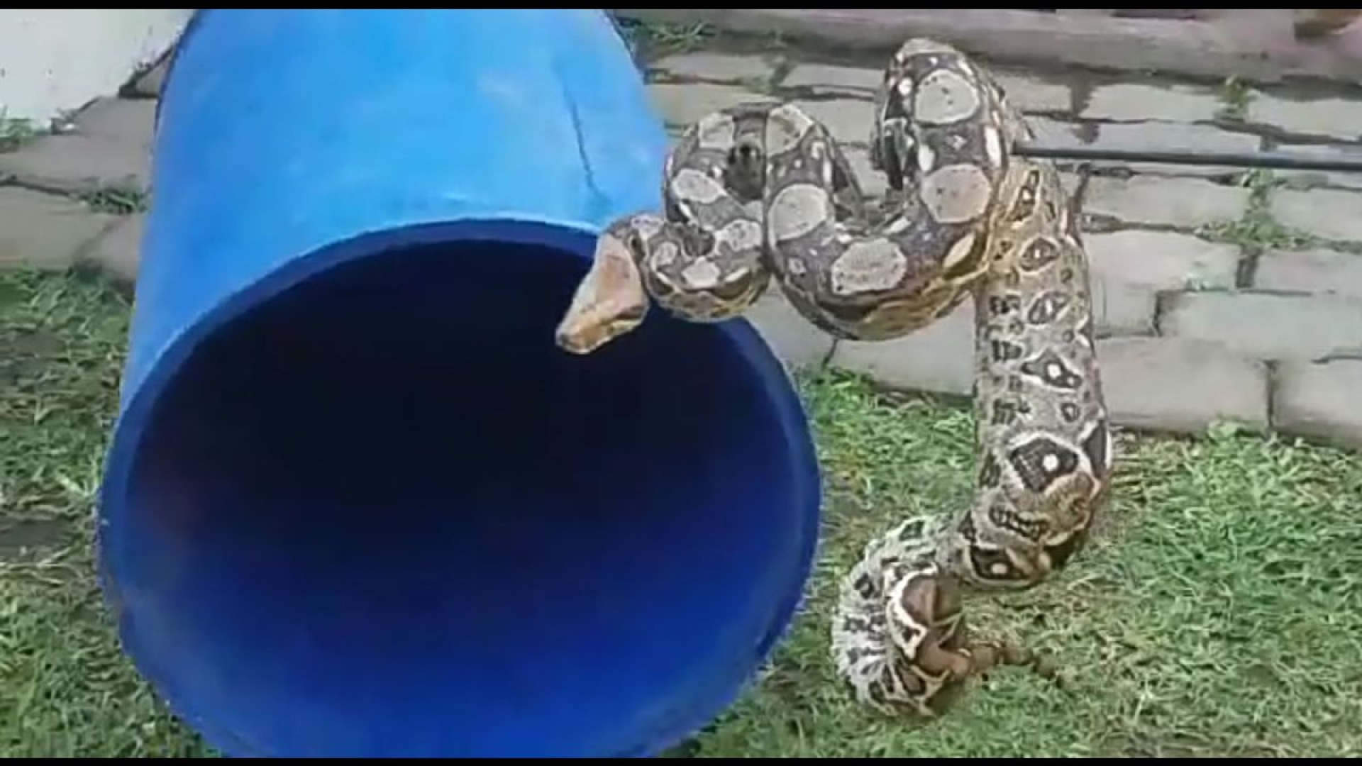 Boa constrictor causó miedo entre trabajadores de una tienda