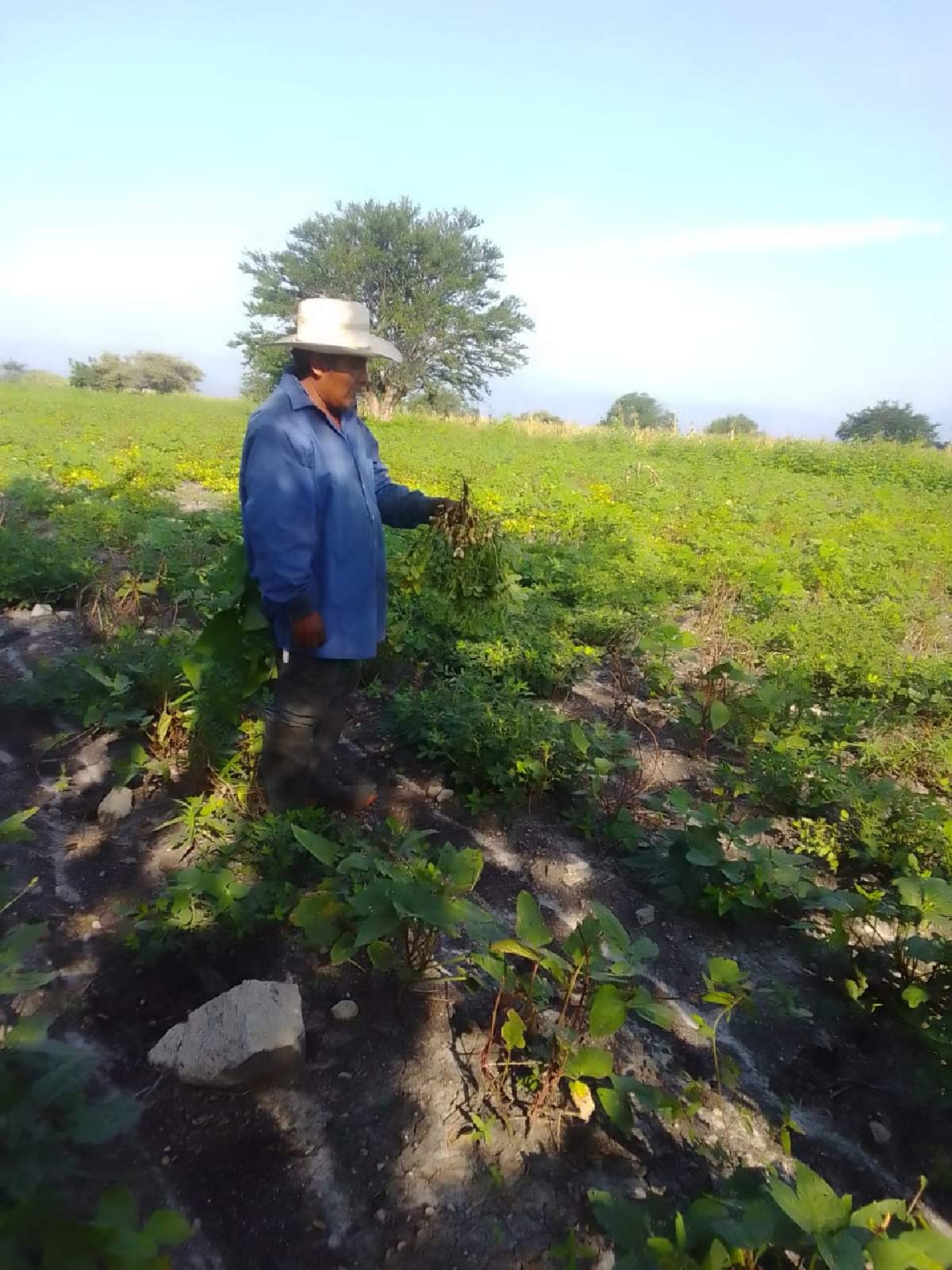 Productores de cacahuate reportan pérdidas de hasta el 90% de cultivos