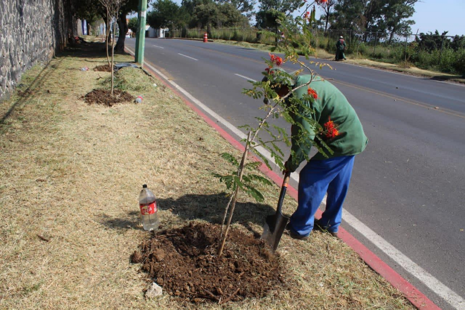 Preserva Ayuntamiento de Cuernavaca árboles reforestados