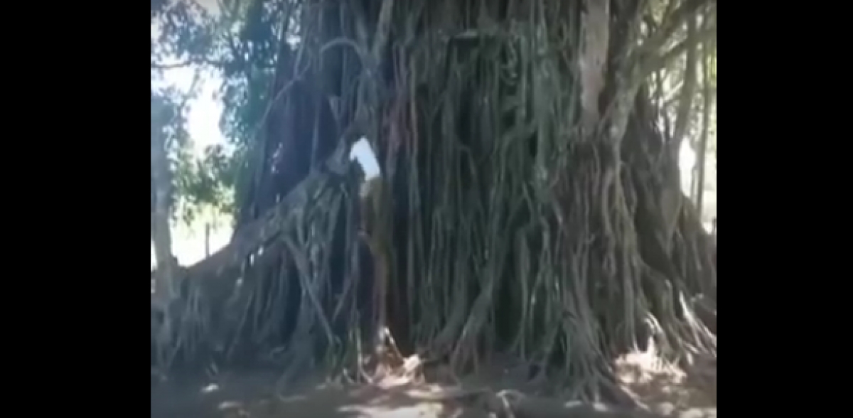 El Tarzán de carne y hueso: hombre trepa inmenso árbol en cuestión de segundos
