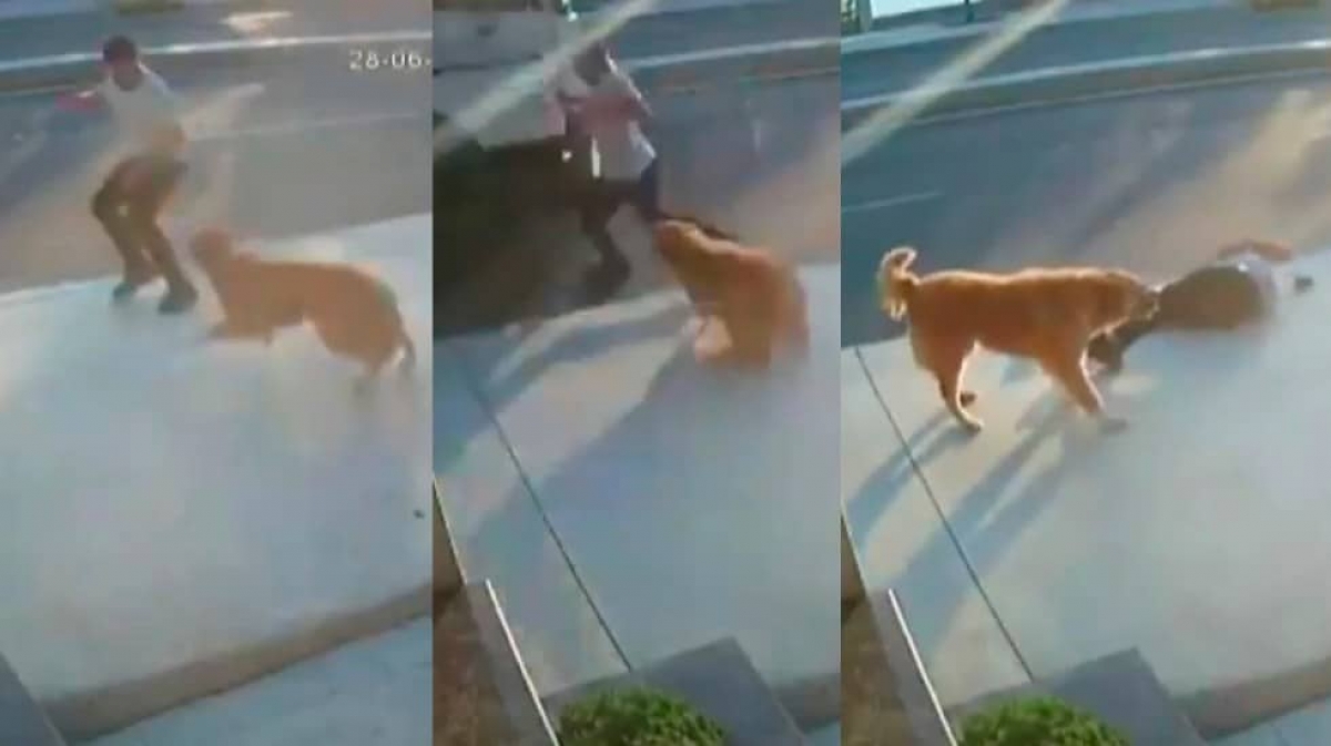 Perrito asusta a hombre y provoca que camión lo arrolle