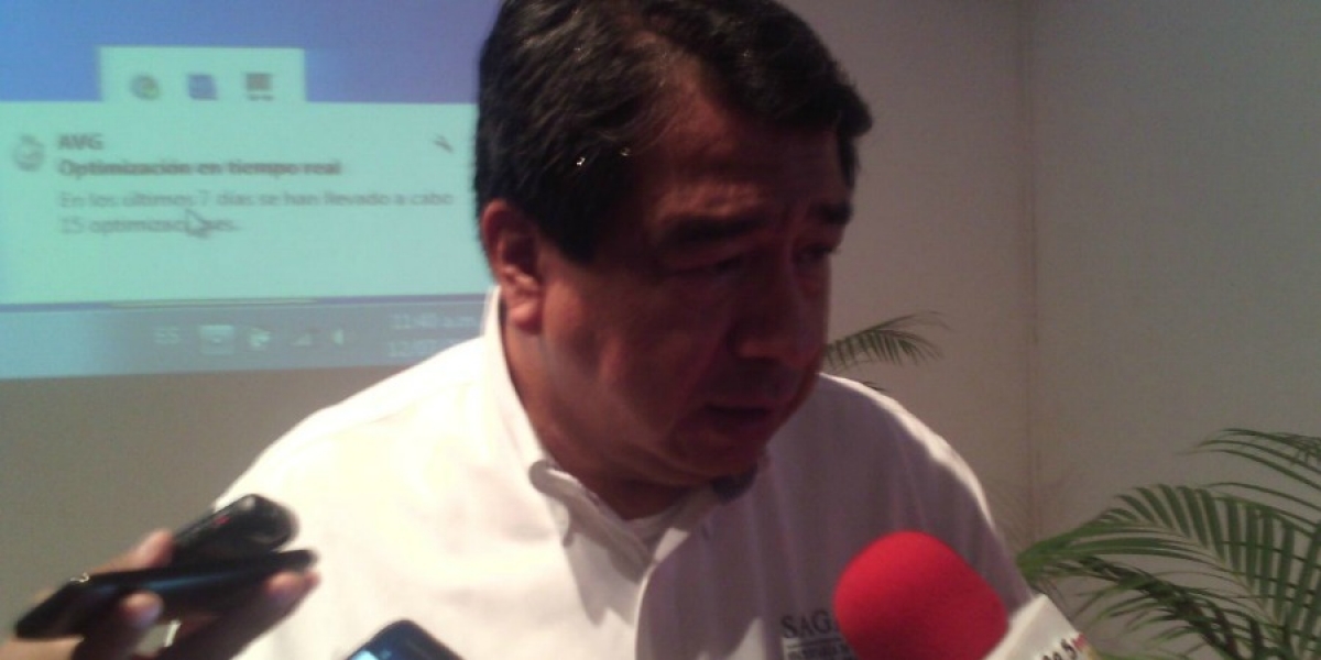 Prevalece presencia del pulgón amarillo en el 80 por ciento del cultivo de sorgo en Morelos