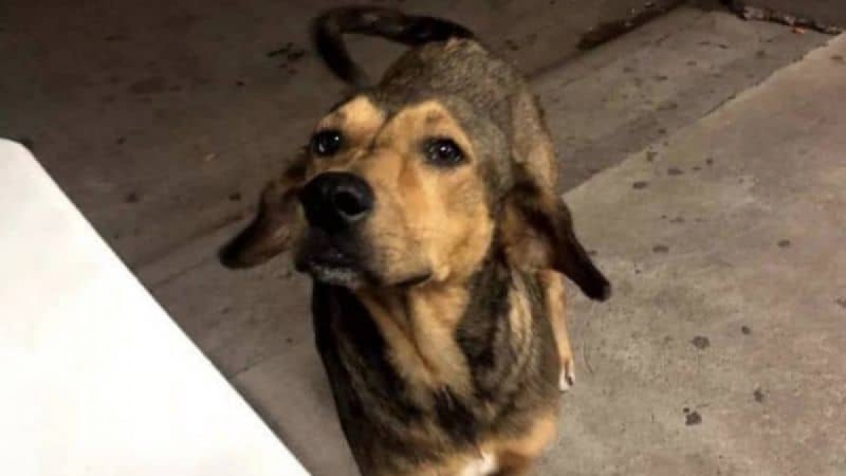 Prisión preventiva al hombre que mató a machetazos al perro "Rodolfo"