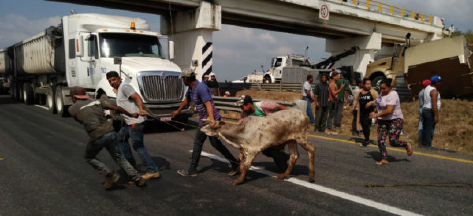 En Veracruz, ¡rapiña de becerros!