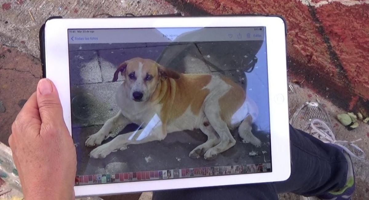 Incluyen en mural a 'Chiquínquiro', el perro del centro de Cuernavaca