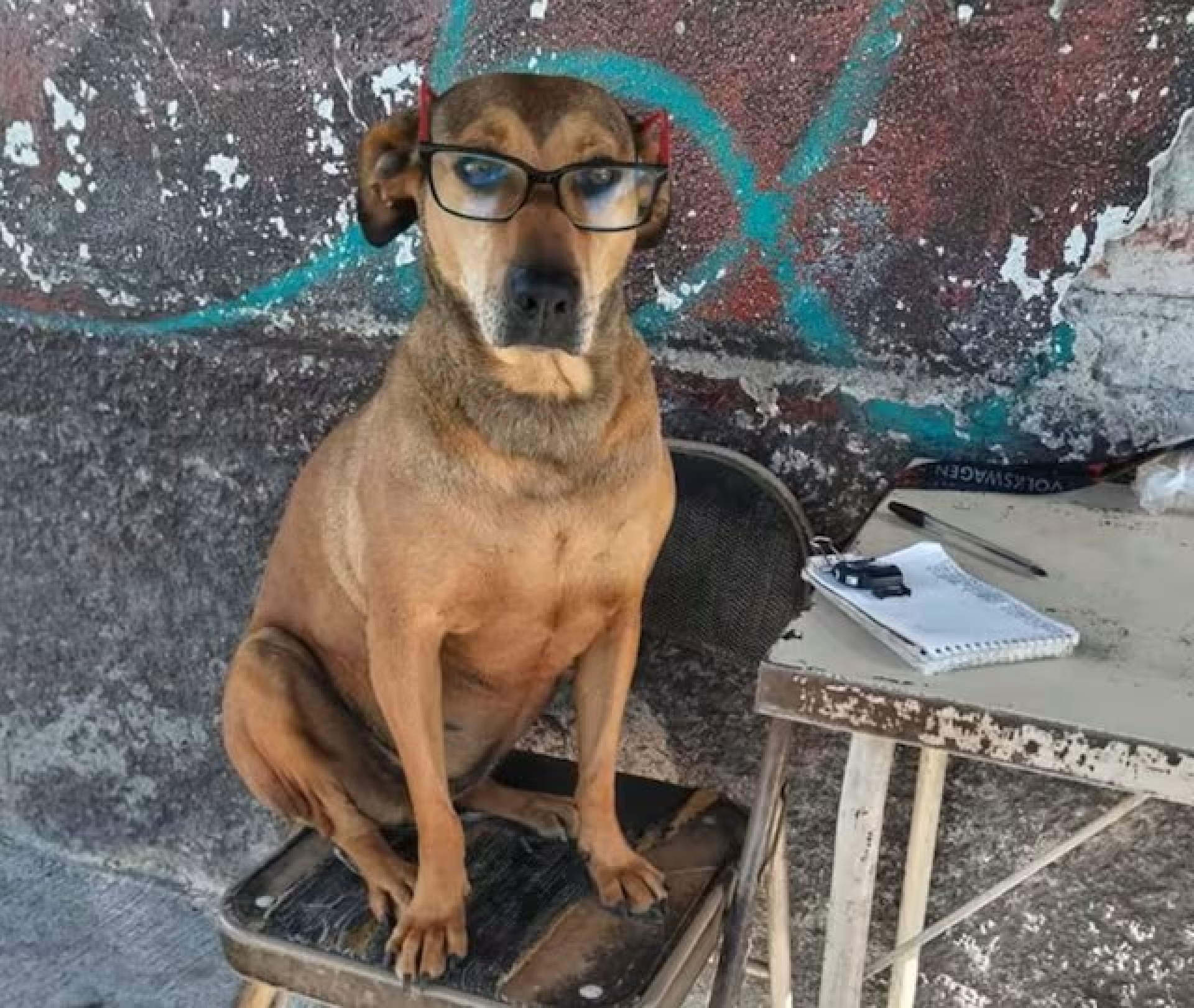 Perrita Canela, la sensación en redes por su "trabajo" en combis de Pachuca