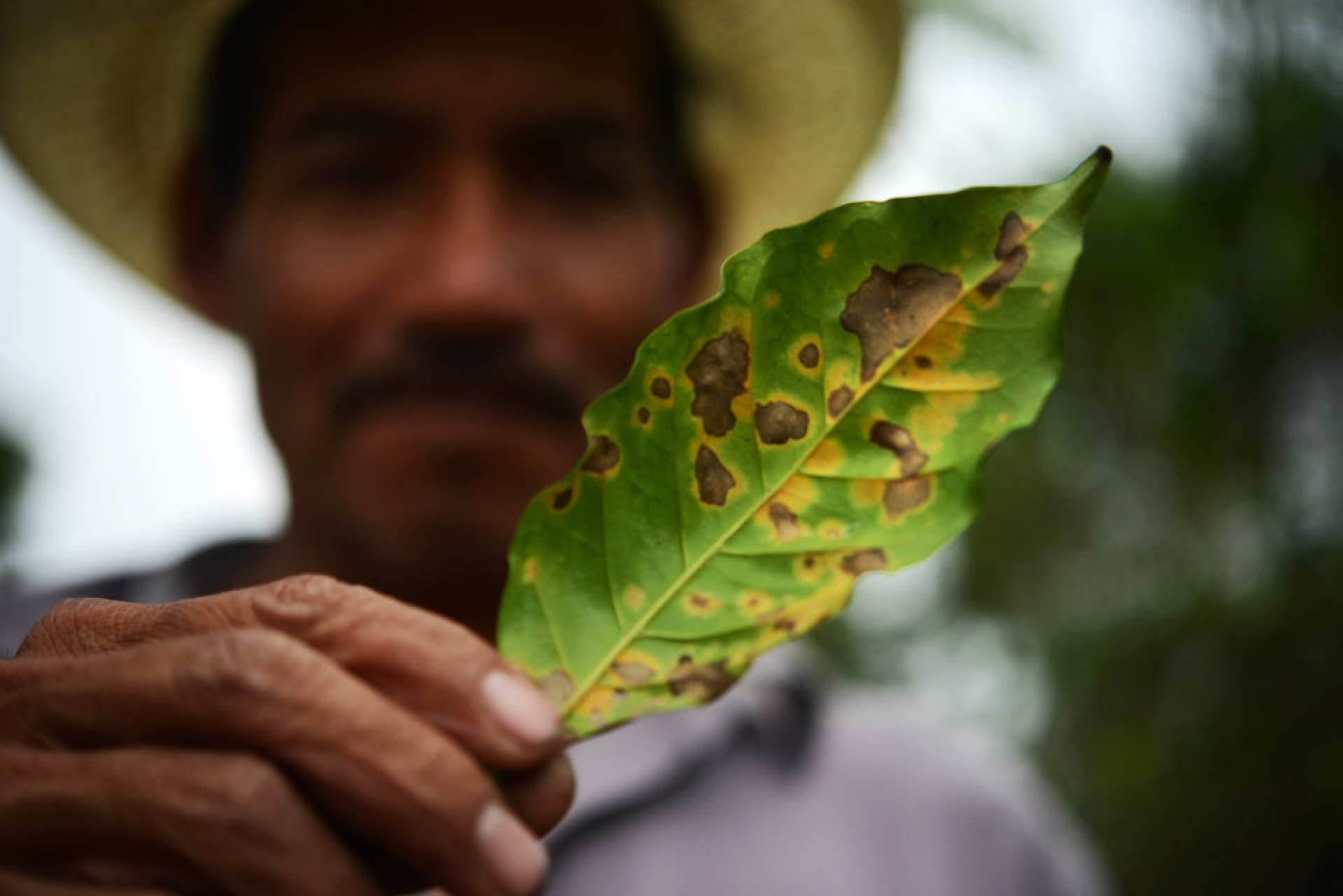 Cafetaleros de Veracruz se oponen a la planta de Nestlé que anunció AMLO