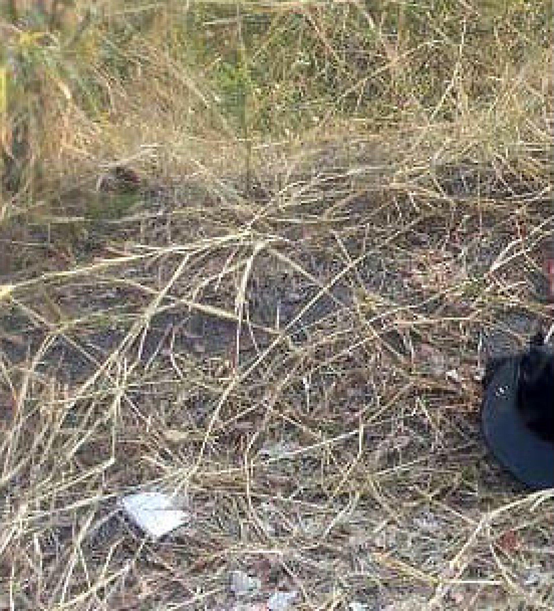 Hallan el cadáver de un hombre con disparos en la cabeza, en Zacatepec