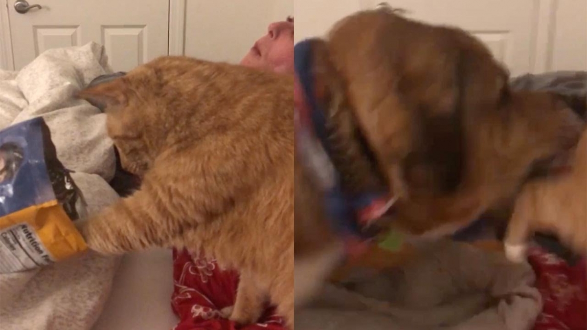 Perro muerde a un gato que quiere comerse sus palomitas