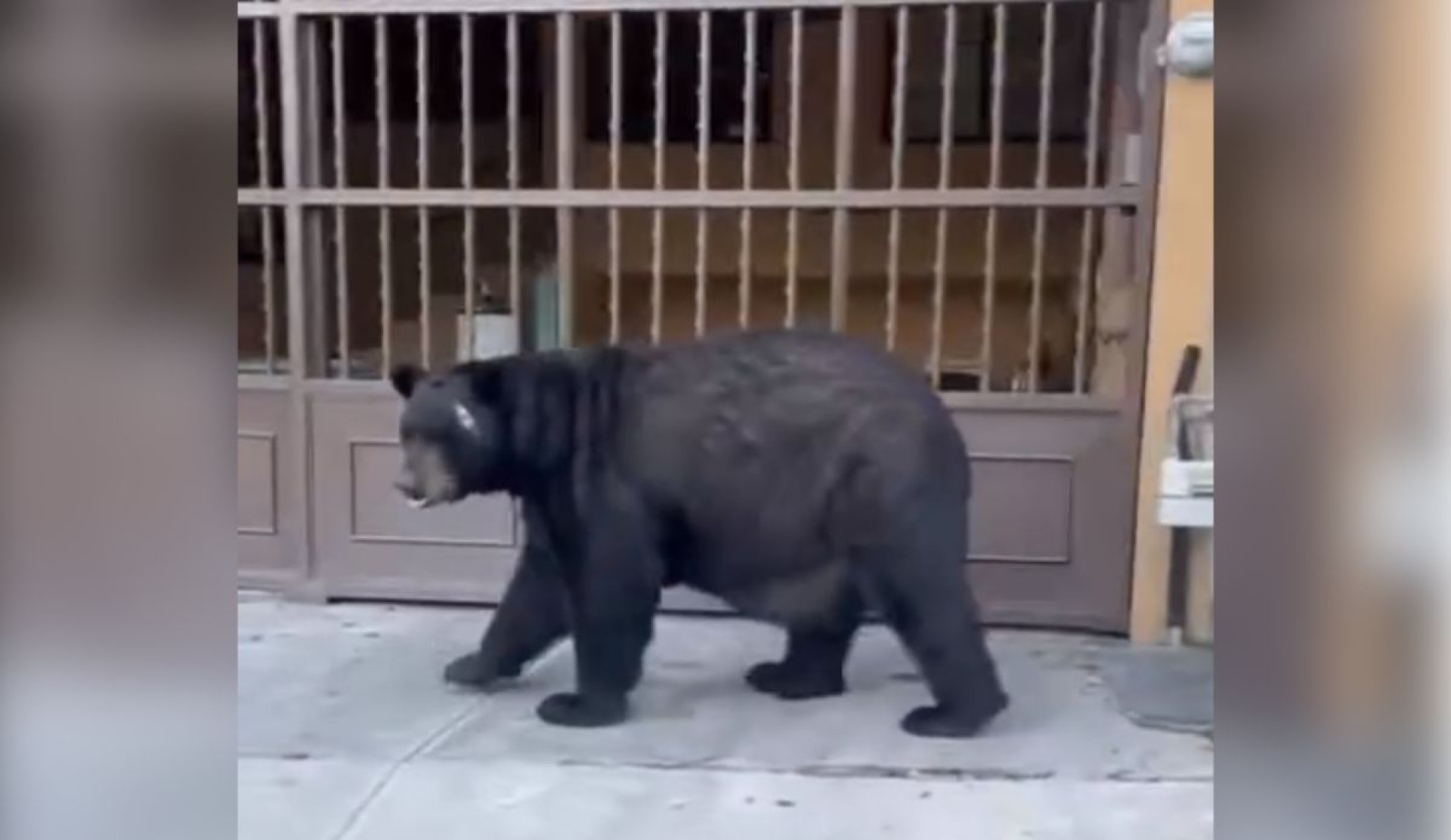 Viral: oso gigante pasea tranquilo entre vecinos de Lomas Mederos