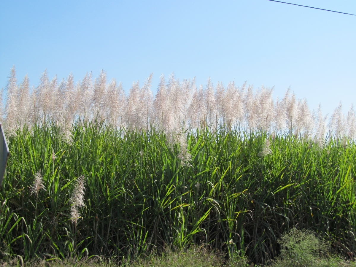 Preocupa a productores floración de la caña; temen afectaciones