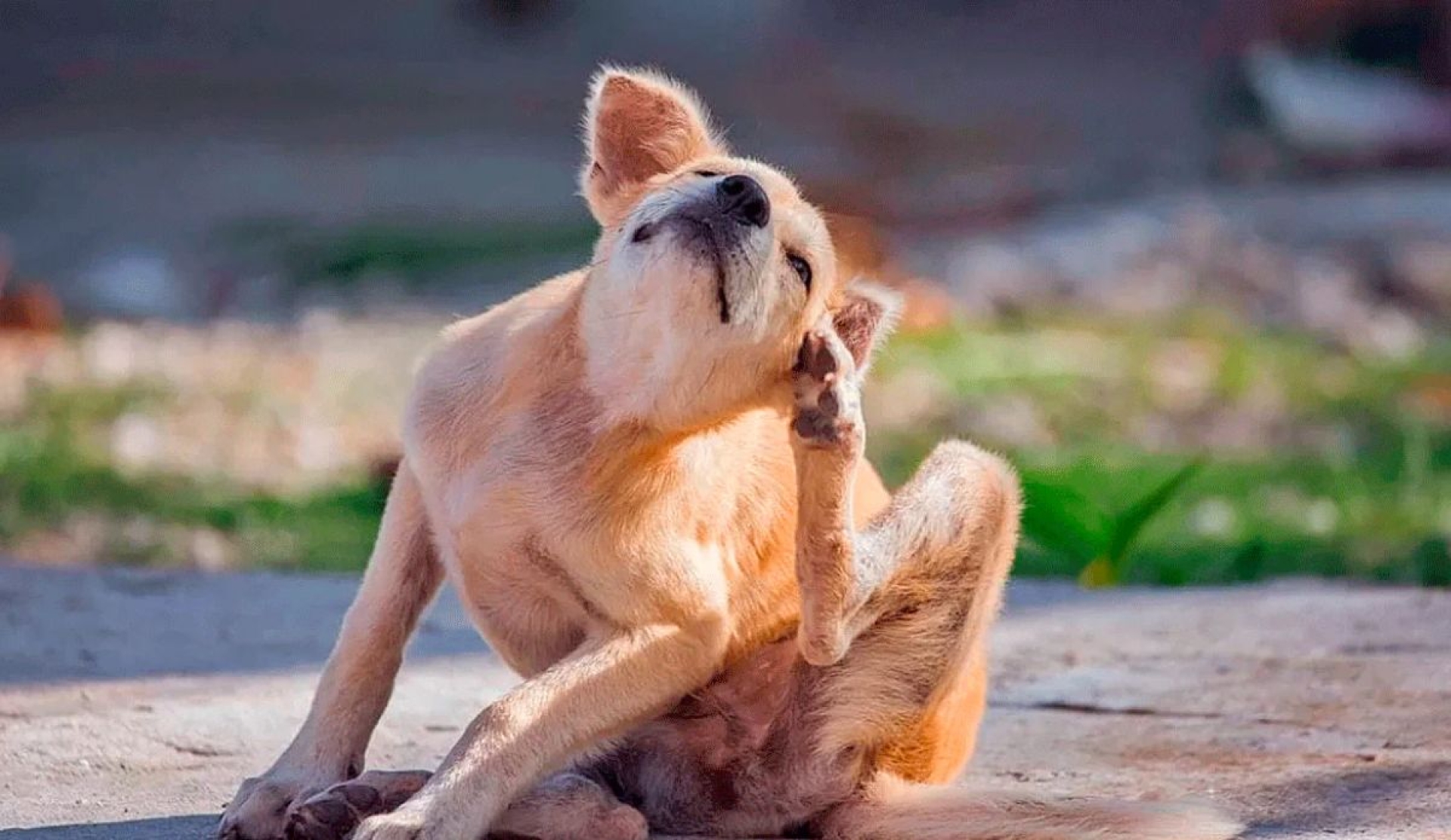Soluciones naturales para eliminar pulgas y garrapatas de tus mascotas