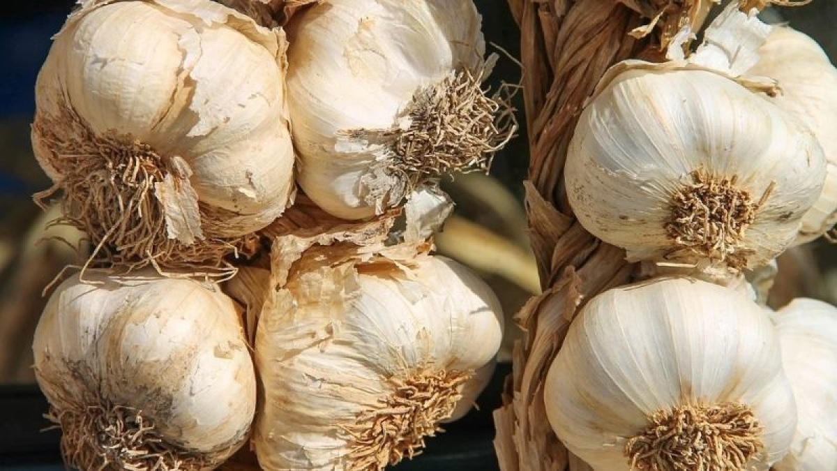 Limpia tu organismo con la cáscara de ajo, ¡te decimos cómo!