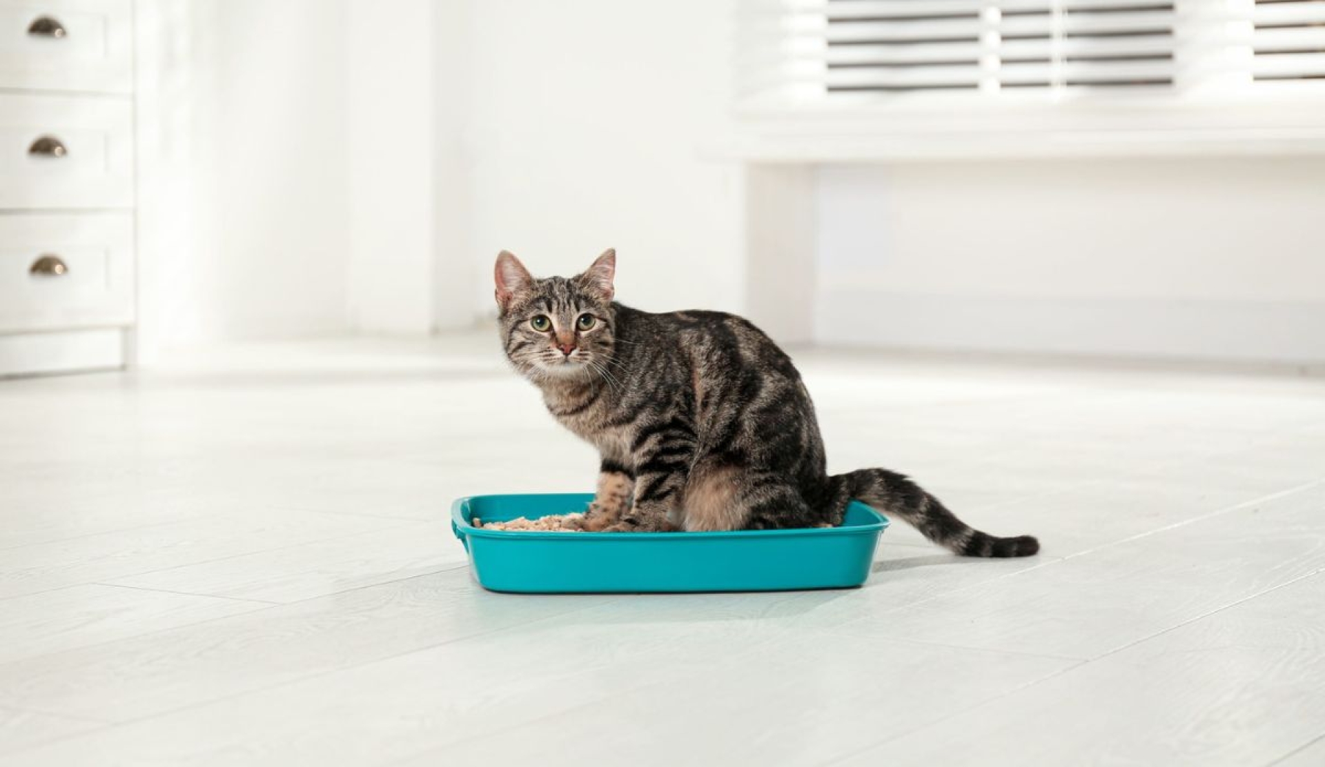 Cómo eliminar el olor a heces de gato sin recurrir al cloro