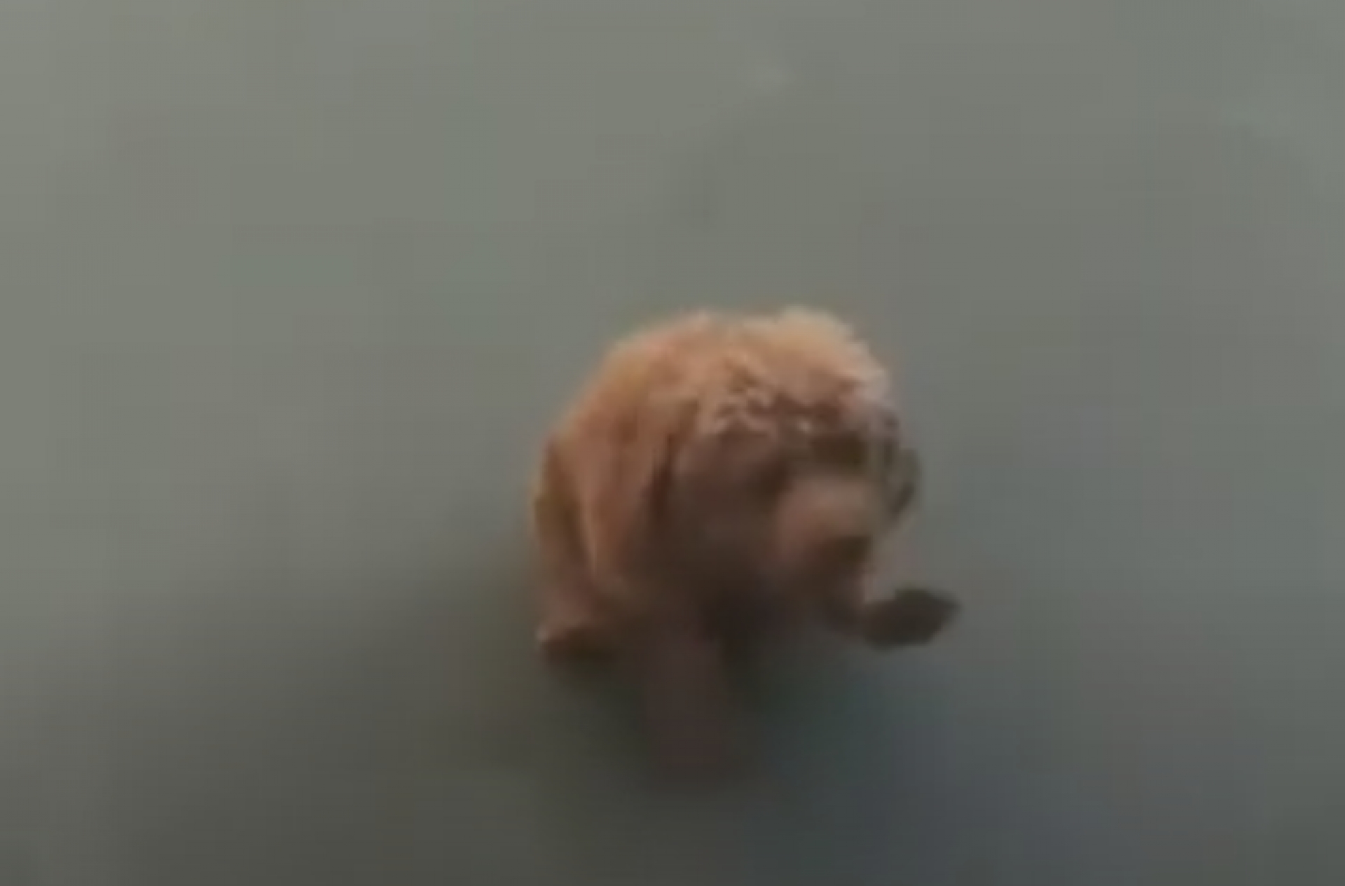 Perro baila al ritmo de "Billie Jean" de Michael Jackson