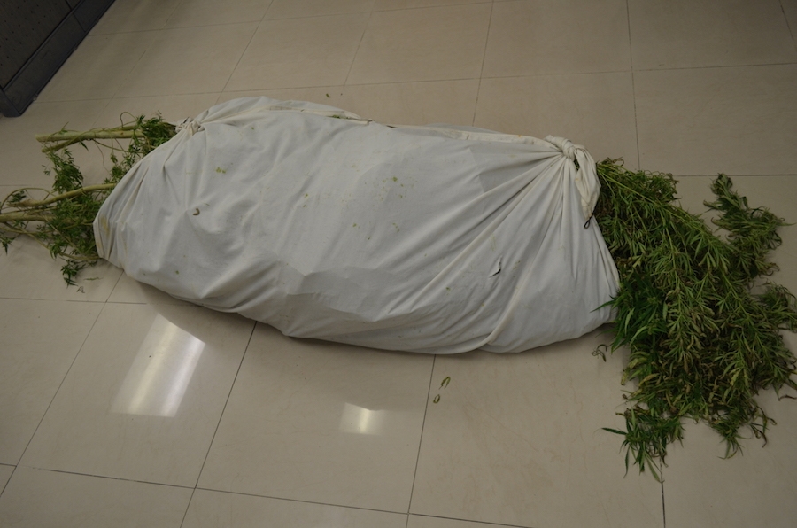 Localizan cuatro plantas de marihuana